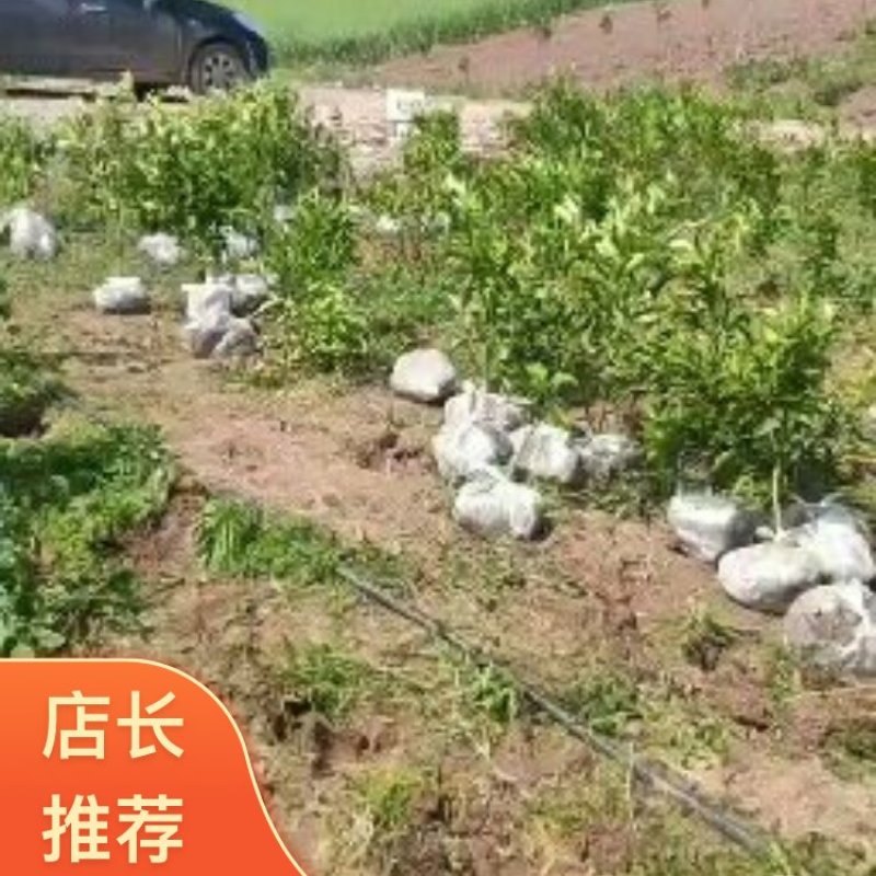 四川柑桔苗大量供应湖南湖北江西广西云南海南等区域