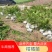 四川资阳柑橘苗批发供应乐山资阳宜宾南充达州雅安等区域