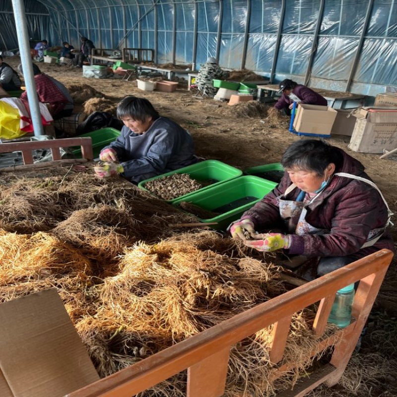 精品大叶韭菜根产地直销量大质优对接电商平台，等各类客户