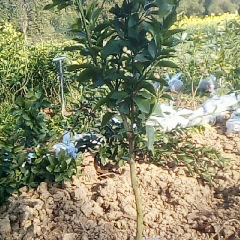 各种柑橘苗品种齐全成都资阳眉山重庆广西贵州等区域