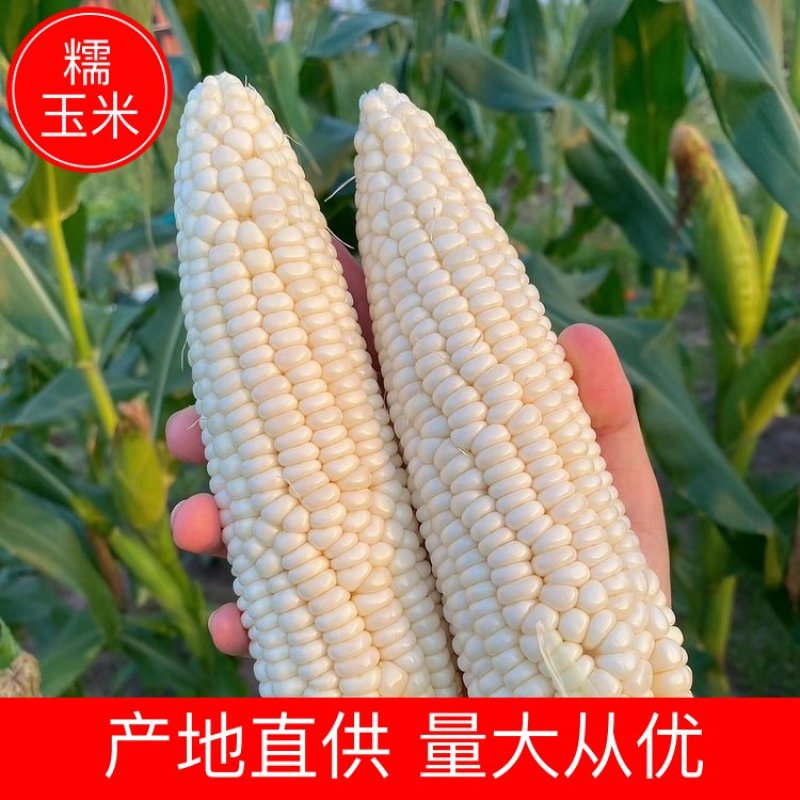 糯玉米山东玉米基地直发供应全国市场电商商超