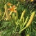 【热卖】干黄花菜台湾品种黄花菜全国包邮欢迎各大老板采购