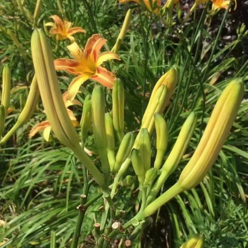 【热卖】干黄花菜台湾品种黄花菜全国包邮欢迎各大老板采购