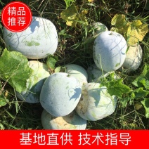 【白皮冬瓜】万亩基地，集中上市，产地直供，量大质优！
