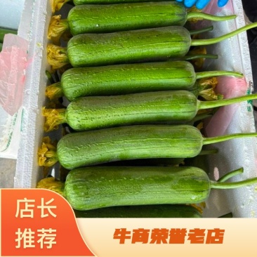 浙江丝瓜鲜花丝瓜肉丝瓜油皮丝瓜基地直供量大优全国发