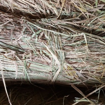 稻草60~80公分/一手货源/产地直发/保质保量