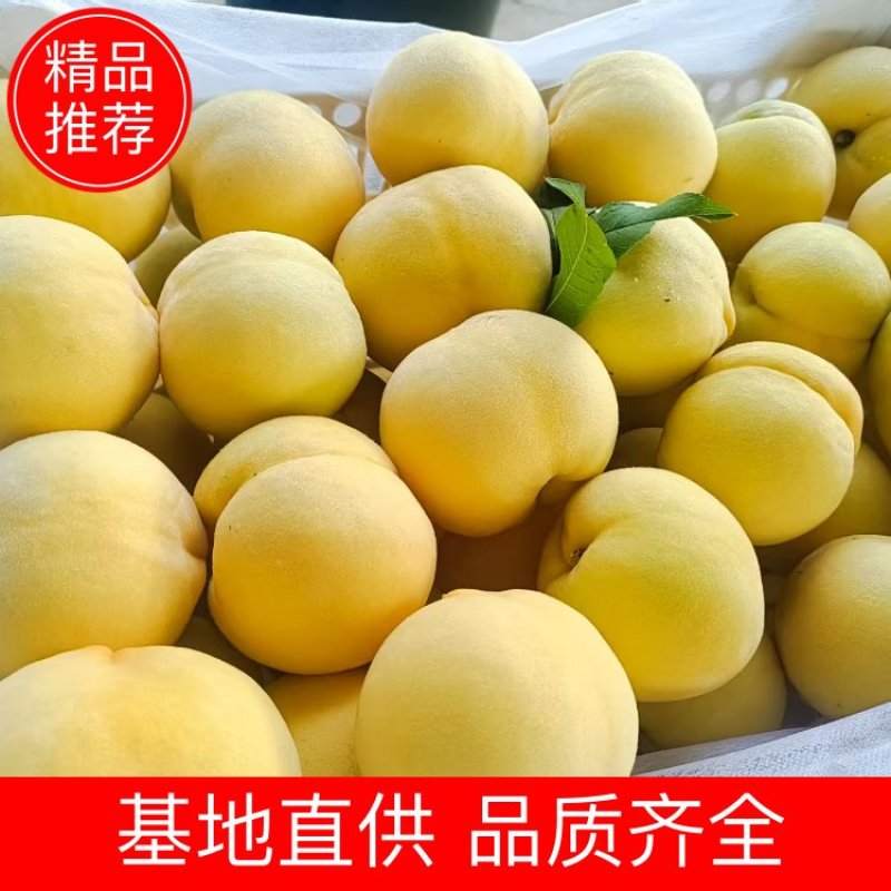 黄金蜜桃，大量上市，果个大口感好，甜度高欢迎全国各地老板