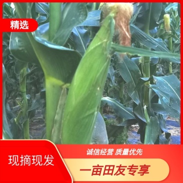 玉米软糯香甜品质保证自家种植欢迎来电洽谈