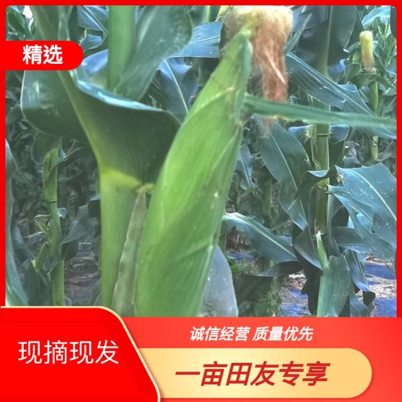 玉米软糯香甜品质保证自家种植欢迎来电洽谈