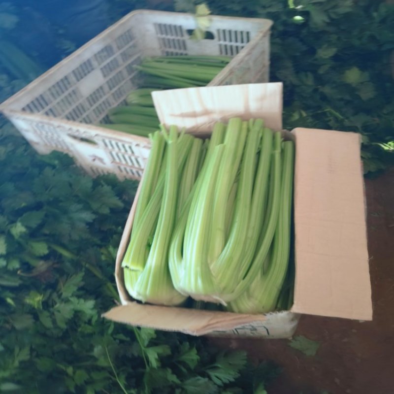 精品西芹辽宁西芹大量供应产地直发欢迎客商来电合作