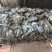 干海带产地直销质量保证价优欢迎各大老板前来采购咨询