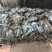 干海带产地直销质量保证价优欢迎各大老板前来采购咨询