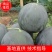 黑无籽西瓜，洞庭一号，自生苗，8至9成熟，货源充足