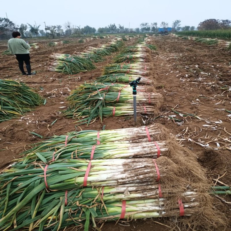 长白大葱大量接单产地直发品质保证诚信合作欢迎来电