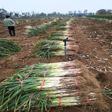 长白大葱大量接单产地直发品质保证诚信合作欢迎来电
