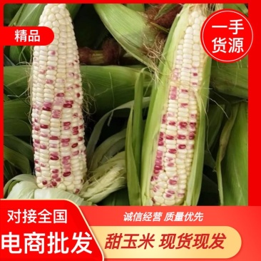 玉米676苏北一点红糯玉米产地直发电商批发市场可视频看货