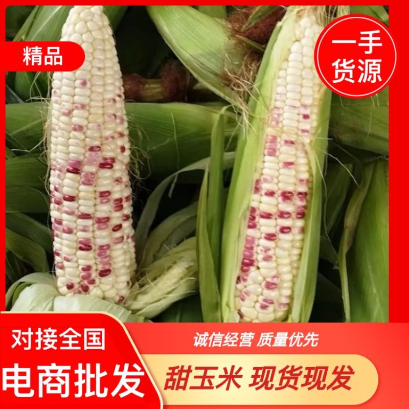玉米676苏北一点红糯玉米产地直发电商批发市场可视频看货