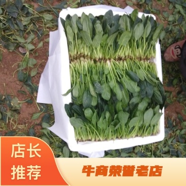 山东菠菜苗一手货源基地现挖现发量大优惠