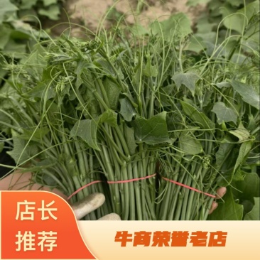 优质瓜尖龙须菜新鲜采摘发货基地直供品质保障