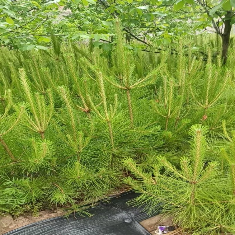 松树白皮松基地直销保质保量一手货源支持视频看货采购