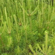 松树白皮松基地直销保质保量一手货源支持视频看货采购