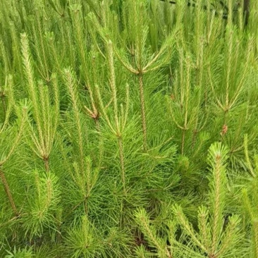 松树白皮松基地直销保质保量一手货源支持视频看货采购