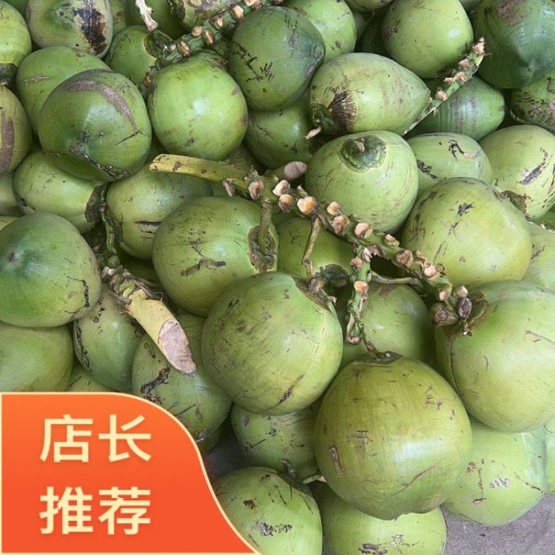 精品海南万宁椰子基地供应质量保证欢迎咨询