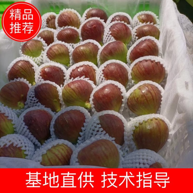 波姬红无花果一年四季不断货空运直发快递物流冷藏车价格优惠