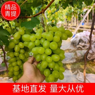 青提陕西青提皮薄多汁现摘现发供应全国市场电商
