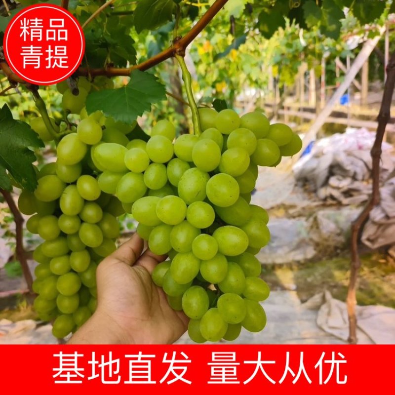 青提陕西青提皮薄多汁现摘现发供应全国市场电商