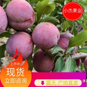 《大红袍李子》河南南阳内乡大量上市对接全国采购商