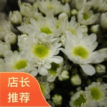 大白雏菊大量供应，品种全价格优，全国发货，诚信经营