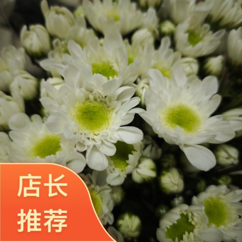 大白雏菊大量供应，品种全价格优，全国发货，诚信经营