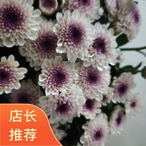 马蒂斯各品种规格齐全，欢迎来电详谈，货源充足，品质保证