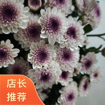 马蒂斯各品种规格齐全，欢迎来电详谈，货源充足，品质保证