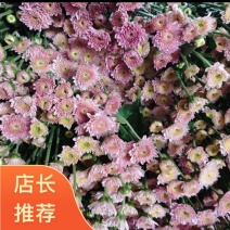 卡明浅粉常年大量供应各种雏菊，量大从优，品质保证
