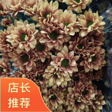 吉星一手货源，品质保证，可对接各大电商等，诚信经营