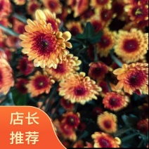 布鲁诺黄雏菊各品种齐全，可提供一条龙服务，欢迎来电