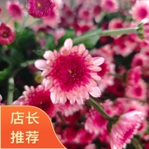 布鲁诺粉苗圃直发，全国供货，保质保量，诚信经营