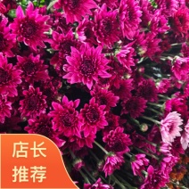 紫丹菊花鲜切花，品种齐全，价格便宜，可视频看货