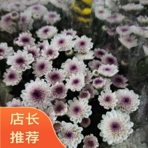鲜花彩色小雏菊，基地直发，品质保证，量大从优，欢迎选购