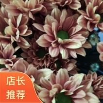 彩色小雏菊基地直发，保质保量，货源充足，欢迎选购