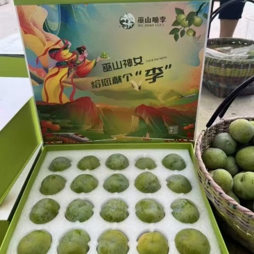 巫山脆李脆甜化渣货源充足价格美丽欢迎来电咨询
