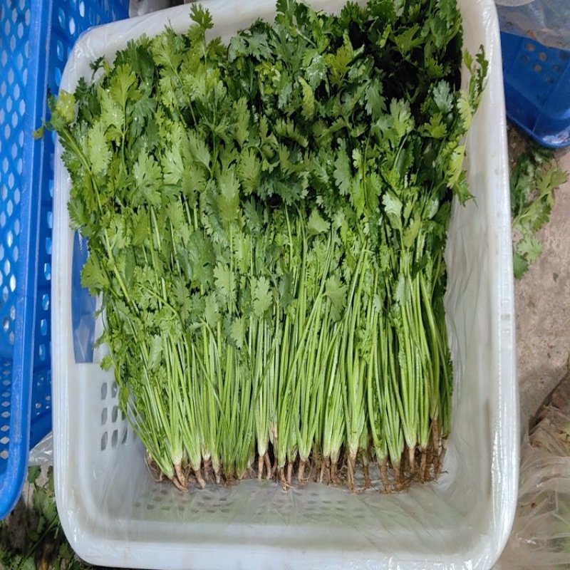 【热卖】铁杆青香菜基地直销量大质优价格优惠欢迎咨询