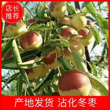 【牛商推荐】沾化冬枣严格品控筛选新鲜直达可视频看货