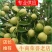 【实力代办】早脆王/婆枣鲜枣供应沾化产区直发量大价优