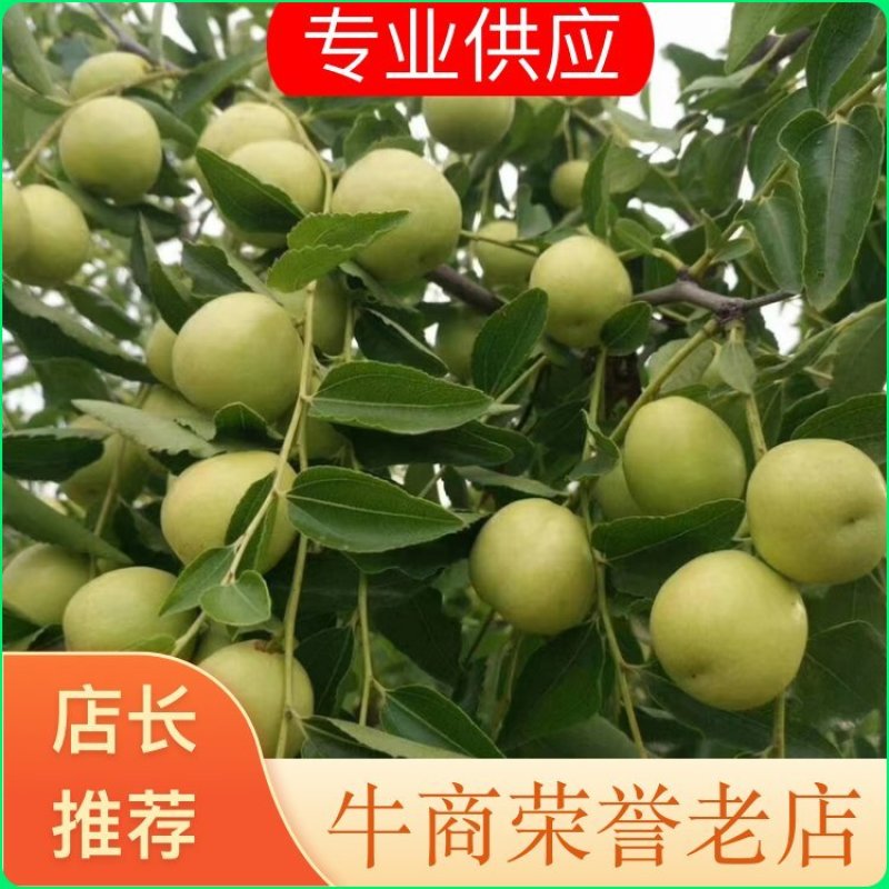 【实力代办】早脆王/婆枣鲜枣供应沾化产区直发量大价优