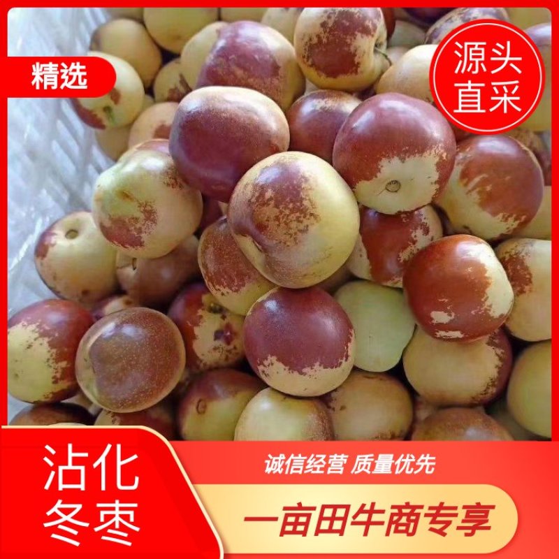 【源头直采】沾化冬枣新鲜冬枣产地直供支持一件代发