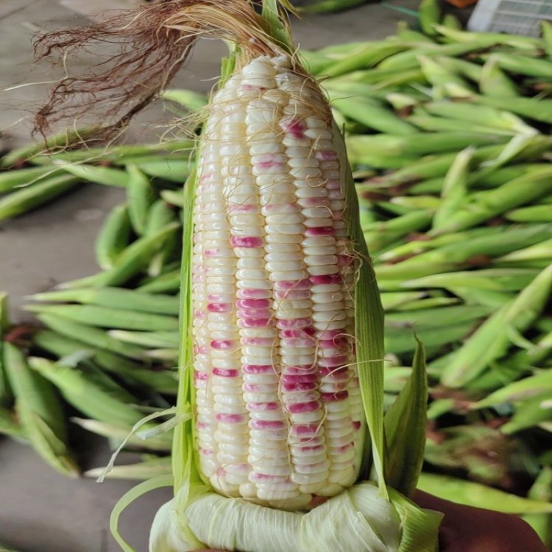 花玉米糯玉米花糯玉米，量大质优价格优惠欢迎咨询采购