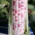 小花玉米花糯玉米彩玉米对接全国各大市场电商平台
